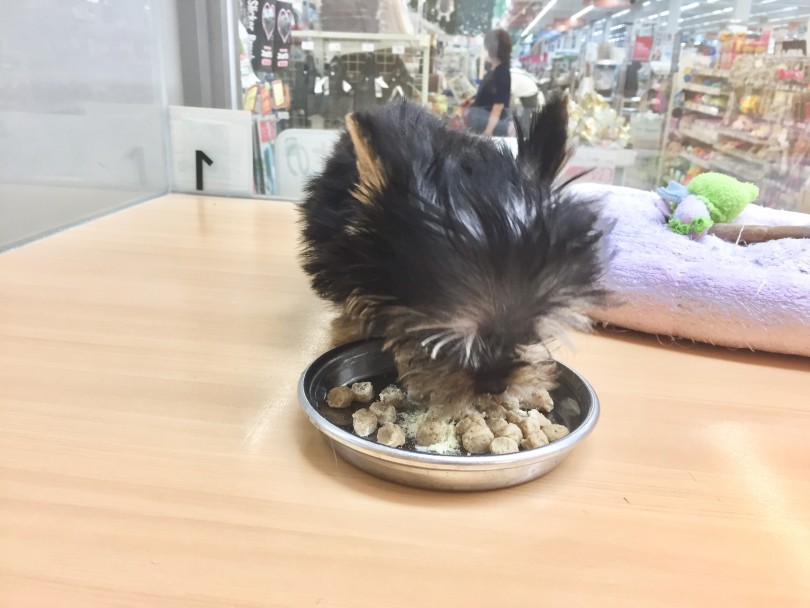  | ヨークシャーテリア （118357） - 城山店
