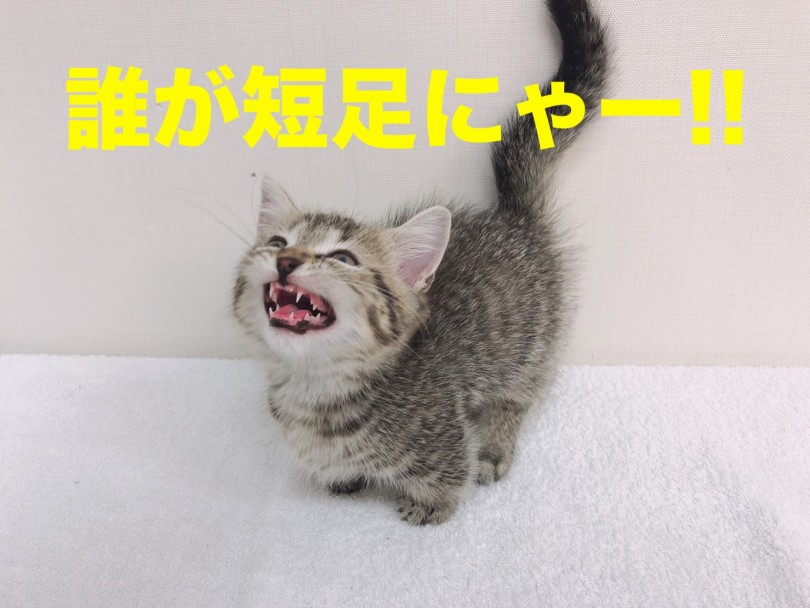 誰が短足ニャー！ | マンチカン （6130812） - 大倉山店
