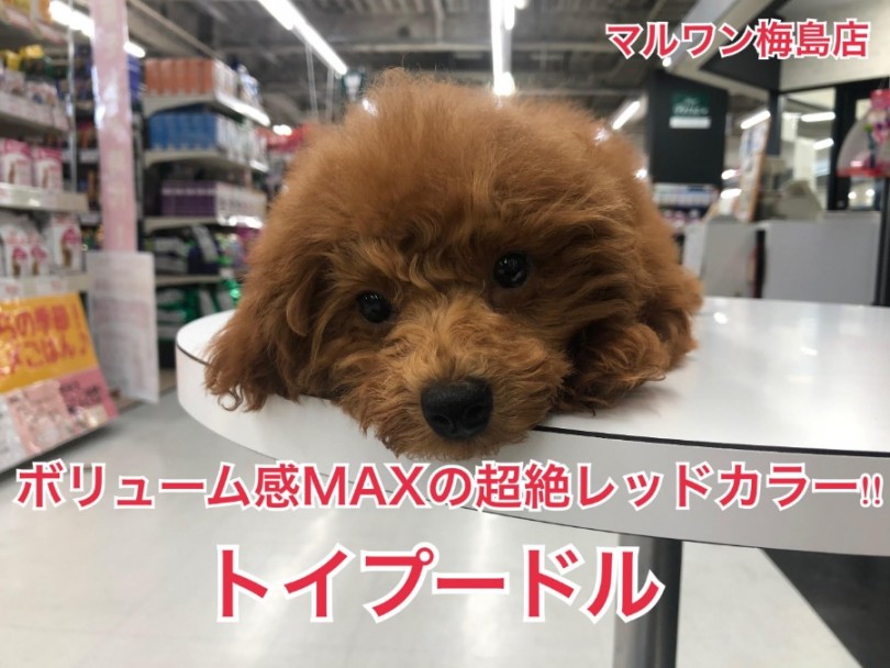 【 トイ・プードル 】ナンバーワンレッドカラー！ボリューミーな毛量にも注目！