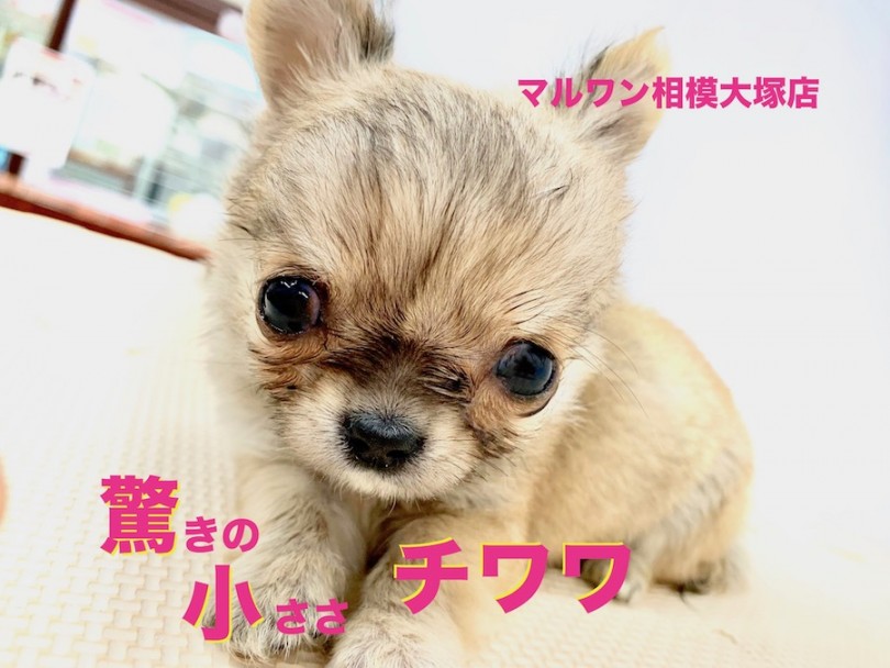 【 チワワ 】生後50日で352gの驚きのサイズ！眠気に勝てない元気っ子！