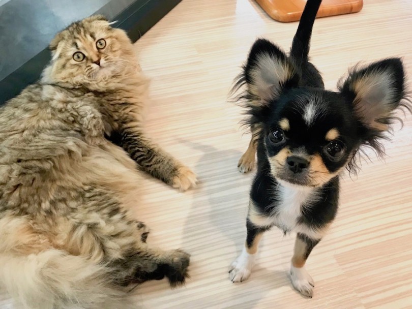 どんなワンちゃん猫ちゃんとも仲良くなれる超社交的な性格の持ち主 | チワワ （120150） - 今宿店