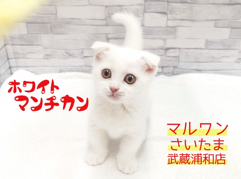 【 マンチカン 】短足・垂れ耳な女の子！幸運を呼ぶホワイトマンチ！