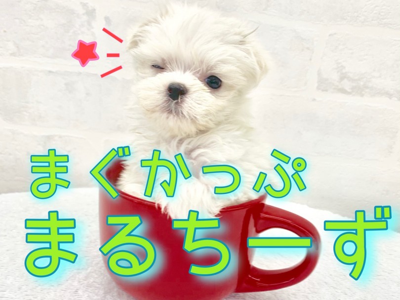 【 マルチーズ 】小さい純白エンジェルが登場！溜めに溜めた可愛さです。