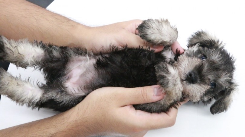 ワンちゃん飼うのが慣れてない方・躾が苦手な方でも飼いやすい | ミニチュア・シュナウザー （119164） - 梅島店