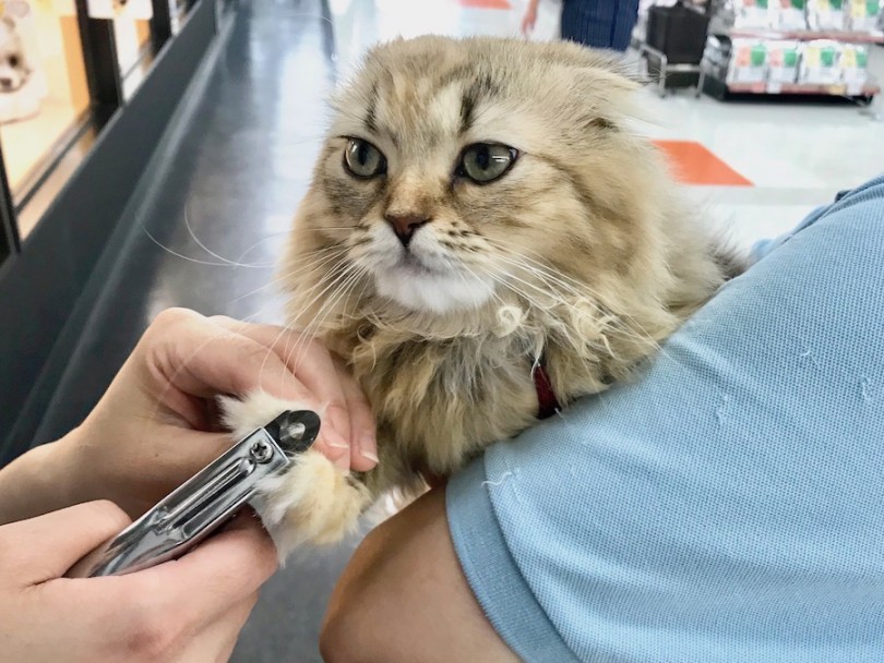 モコちゃんのうっとりとした表情 | サポート案内 - 今宿店