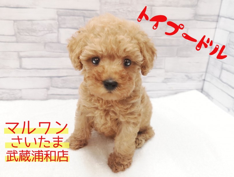 【 トイ・プードル 】生後57日で500g！プレミアムなタイニープードル！！
