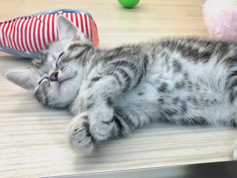 にっこり笑いながら眠るアメちゃん | アメリカンショートヘア （120183） - 今宿店