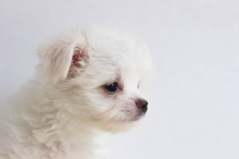 MIX犬は自分たちだけのオンリーワン犬 | MIX犬 （11633） - 横浜 白楽店