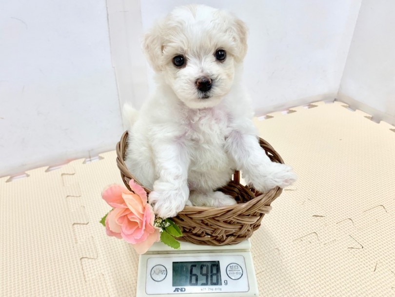 成犬時には6kg前後を予想 | ビションフリーゼ （814536） - 相模大塚店