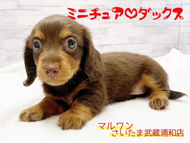 【 ミニチュア・ダックスフント 】あま～いチョコカラーの甘えん坊な女の子！！