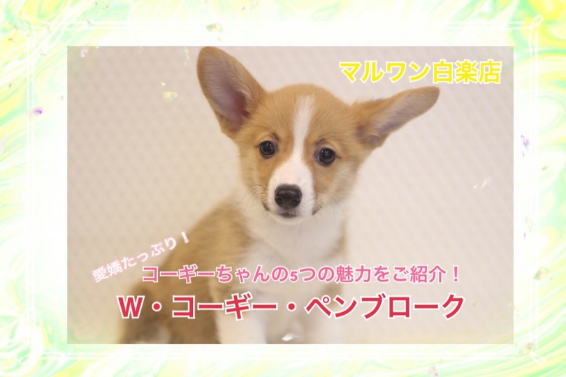 【 W・コーギー・ペンブローク 】愛嬌たっぷり！5つの魅力ポイントをご紹介！
