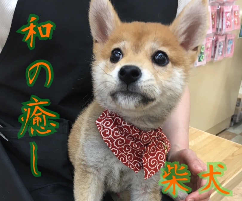 【 柴犬 】これぞ和の癒し！相模原の激カワ柴犬！！
