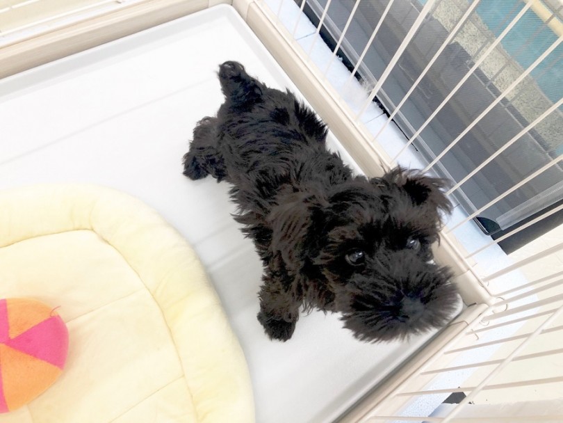 成犬時の体重が4~7kgを予定 | ミニチュア・シュナウザー （311875） - 港北ニュータウン店
