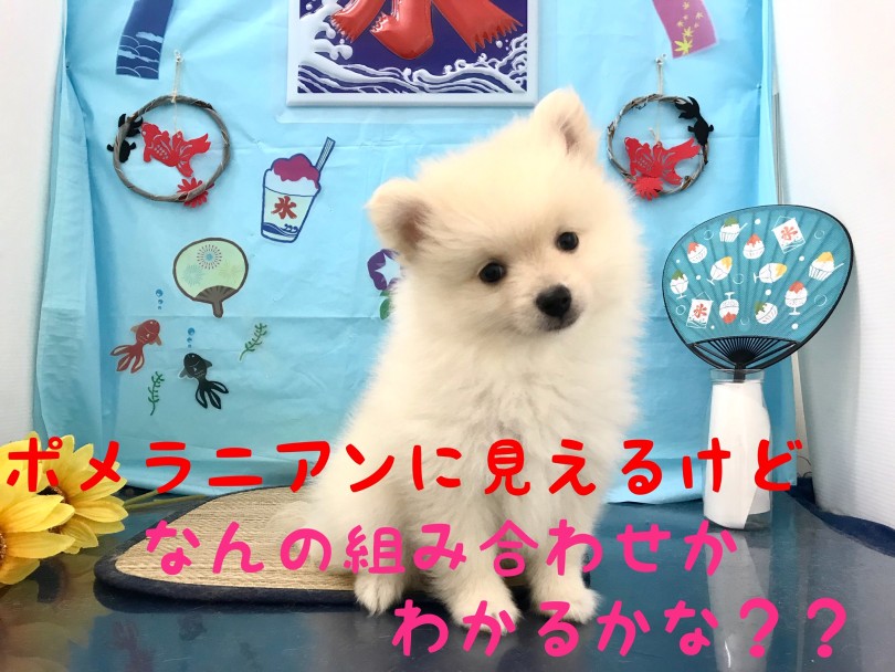 【 MIX 】見た目はポメ！実際はあの人気犬種との組み合わせ！！