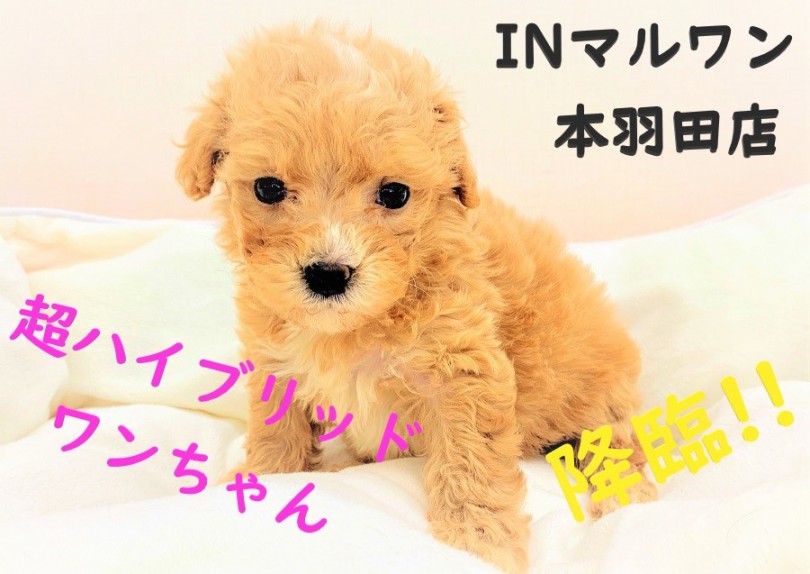 【 MIX 】超良いとこどりなハイブリットワンちゃんが登場！！