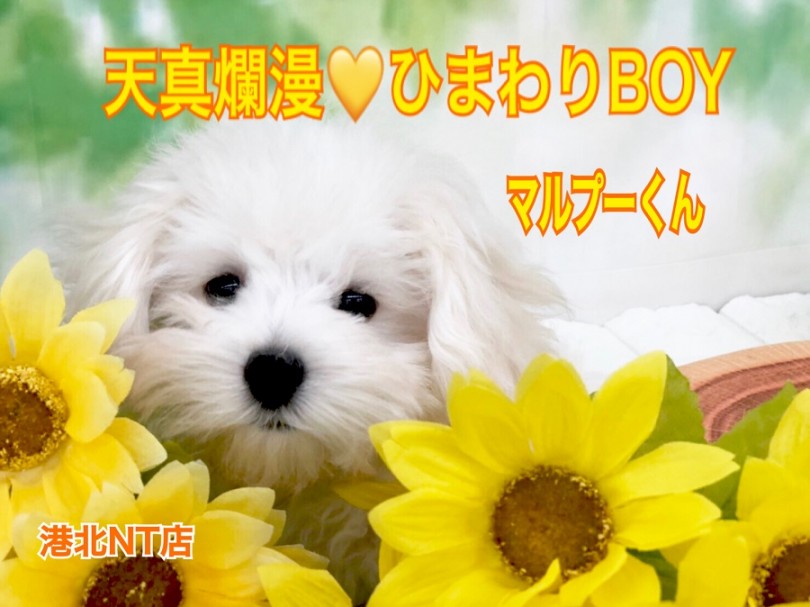 【 MIX 】天真爛漫！ひまわりBOYのマルプーくん