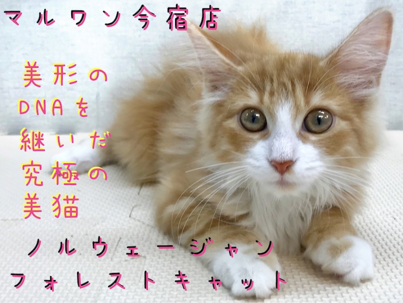 【 ノルウェージャン 】パパはACCチャンピオン！赤い被毛の究極の美猫！