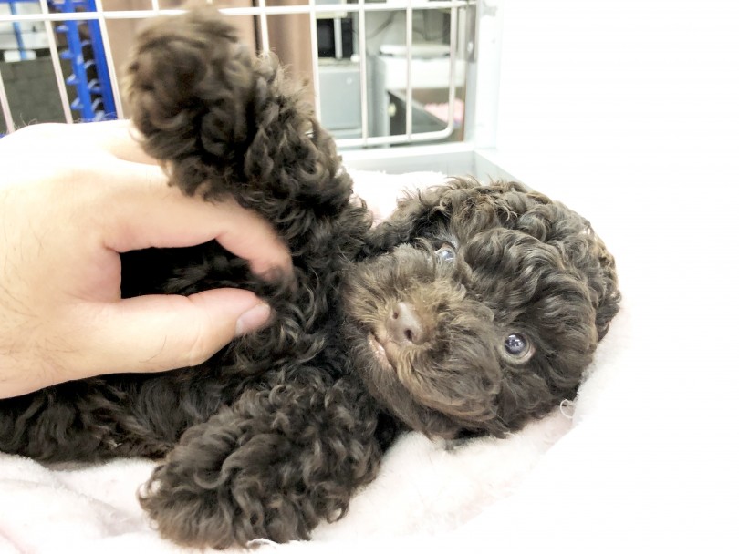 初めて飼う方には扱いやすい犬種 | トイ・プードル （130131） - 高井戸店