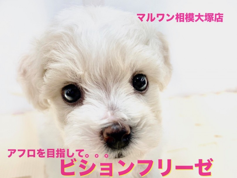 【 ビションフリーゼ 】アフロ犬でインスタ映え？モデル気質なパーマ女子
