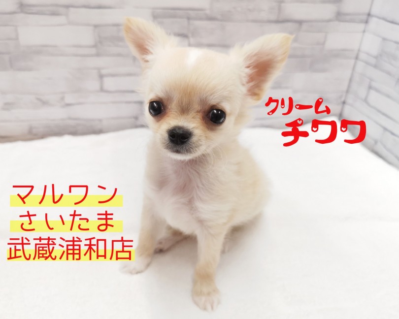 【 チワワ 】生後60日で700g！しかもスイーツなタピオカミルクティーカラー！