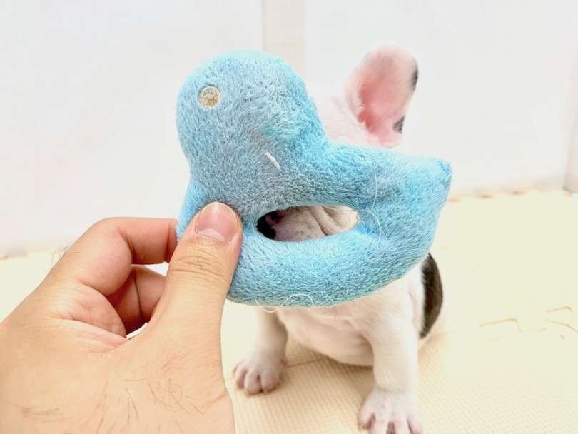 ひたすら顔をおもちゃに押し付ける（笑） | フレンチブルドッグ （814528） - 相模大塚店