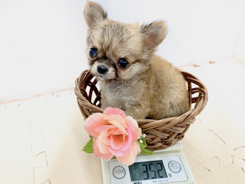 成犬時には2kg前後を予想 | チワワ （814529） - 相模大塚店