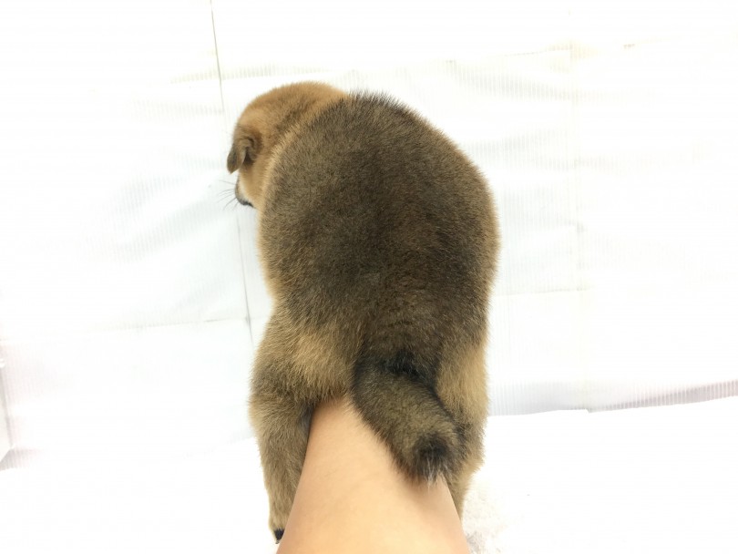 柴くんのうしろ姿 | 柴犬 （713639） - 鶴見店