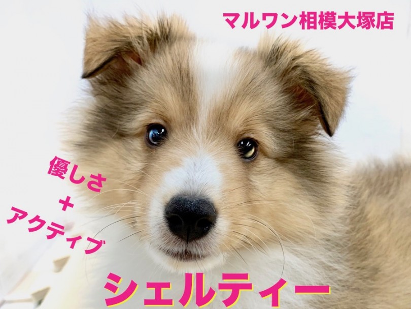 【 シェットランドシープドッグ 】優しさ＋アクティブ＝シェルティー！