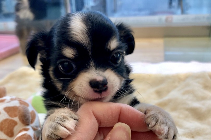 お店に遊びに来てチワワちゃんと触れ合ってくださいね！ | チワワ （311874） - 港北ニュータウン店