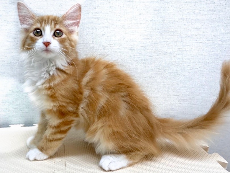 人慣れバッチリ！超美形一家のDNAをもつ究極の美猫 | ノルウェージャンフォレストキャット （120173） - 今宿店