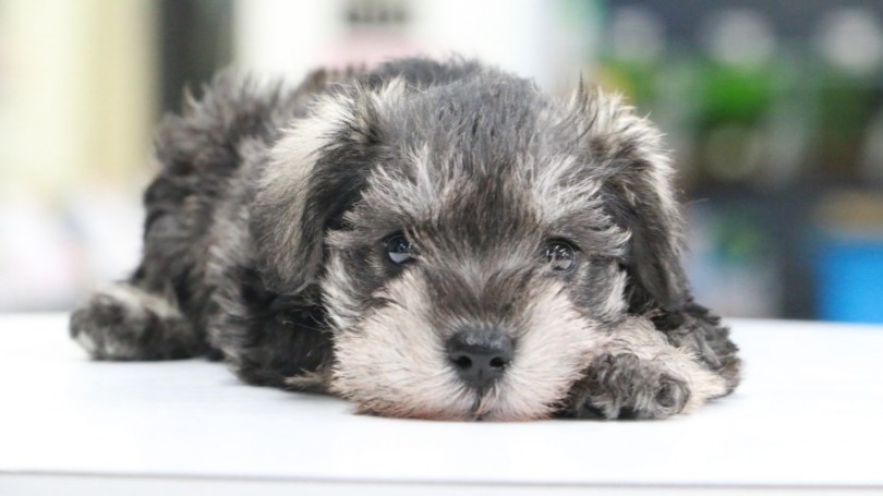 【 ミニチュア・シュナウザー 】忠犬とはまさにこの子のこと！？超従順わんこ降臨！