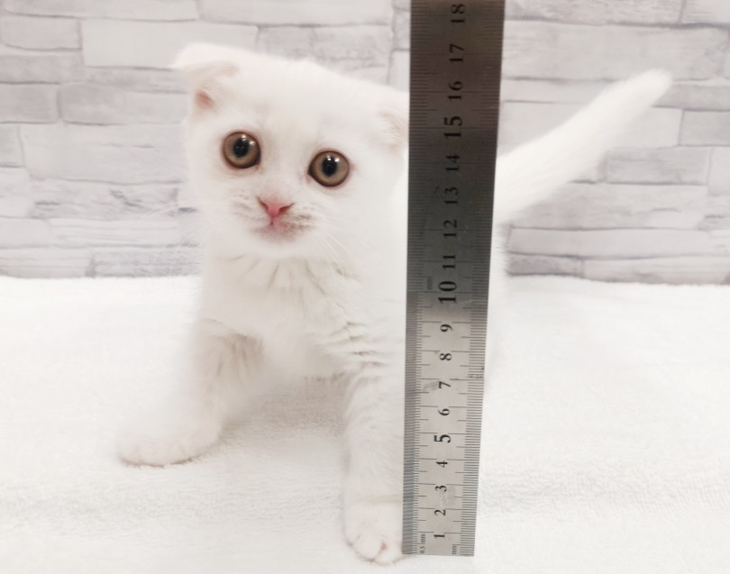 体高はおよそ12cm 通常のネコちゃんで15～6cmほど | マンチカン （412790） - さいたま 武蔵浦和店