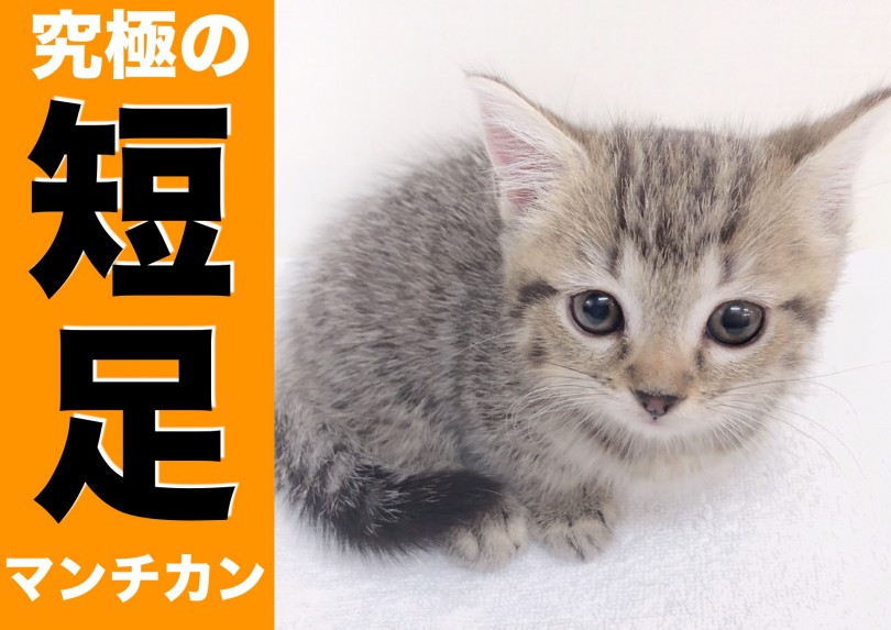【 マンチカン 】究極の短足に大注目!!見れたらラッキーなマンチ座りを大公開!!