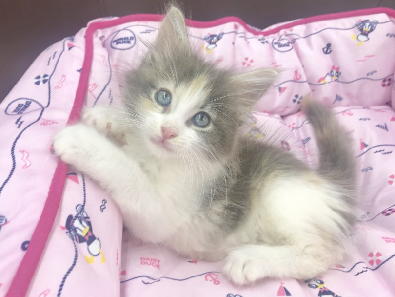 アレルギーが出にくい猫種 | サイベリアン （914476） - 志村坂下店