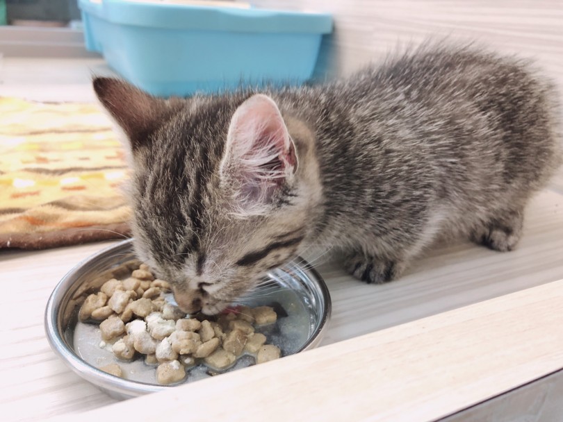 楽しい猫ちゃんライフ | マンチカン （6130812） - 大倉山店
