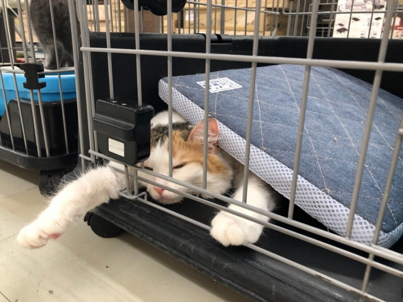 ノルちゃんはとってもマイペース | ノルウェージャンフォレストキャット （311820） - 港北ニュータウン店