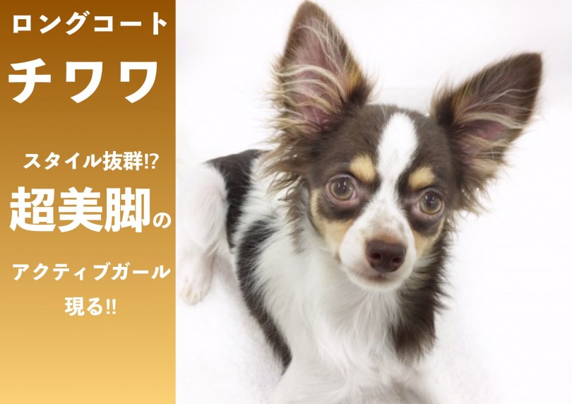 【 チワワ 】スタイル抜群⁉超美脚のアクティブガール現る‼