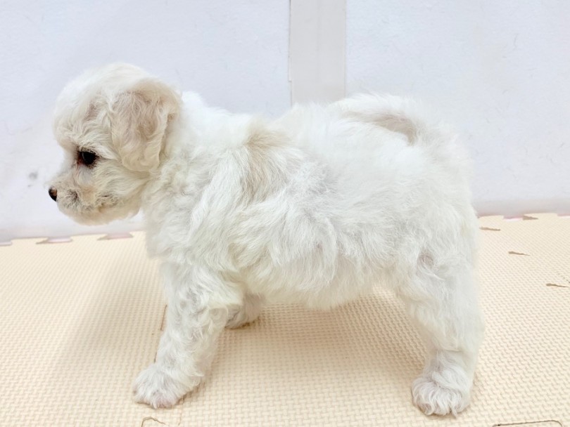足は少し短めでコロコロボディ | ビションフリーゼ （814536） - 相模大塚店