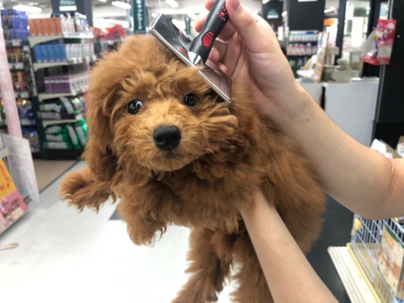 お手入れの時間は、飼い主様と愛犬ちゃんの距離を縮めるチャンス | トイ・プードル （119159） - 梅島店