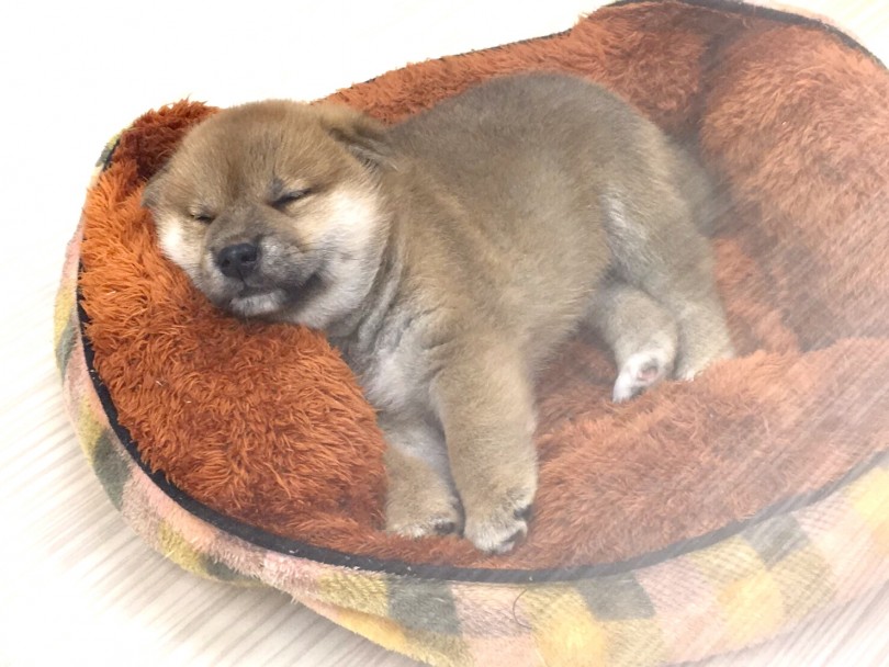 たまらんムチっと感 | 柴犬 （713639） - 鶴見店