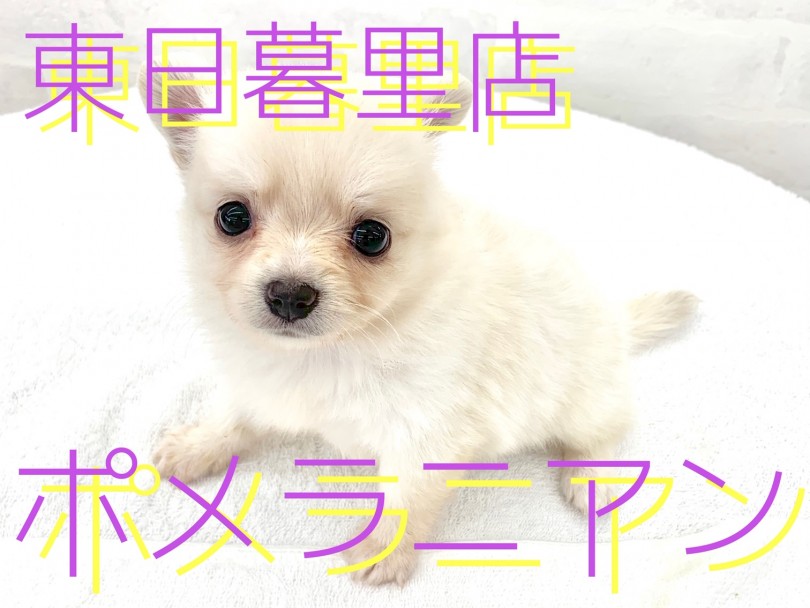 【 ポメラニアン 】くりくりの甘えん坊クリームちゃん登場！