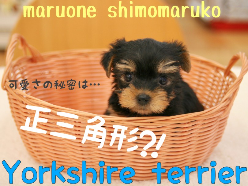【 ヨークシャーテリア 】可愛さの秘密は正三角形！あどけない表情のヨーキーくん。