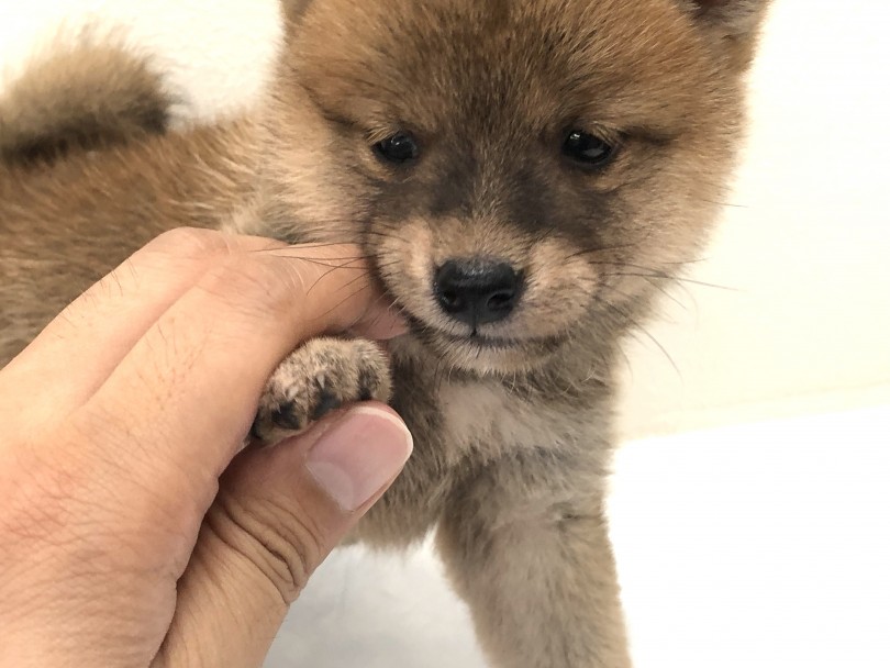 ワンちゃんが嫌がる部分 前肢のパッド（肉球） | 豆柴 （130140） - 高井戸店