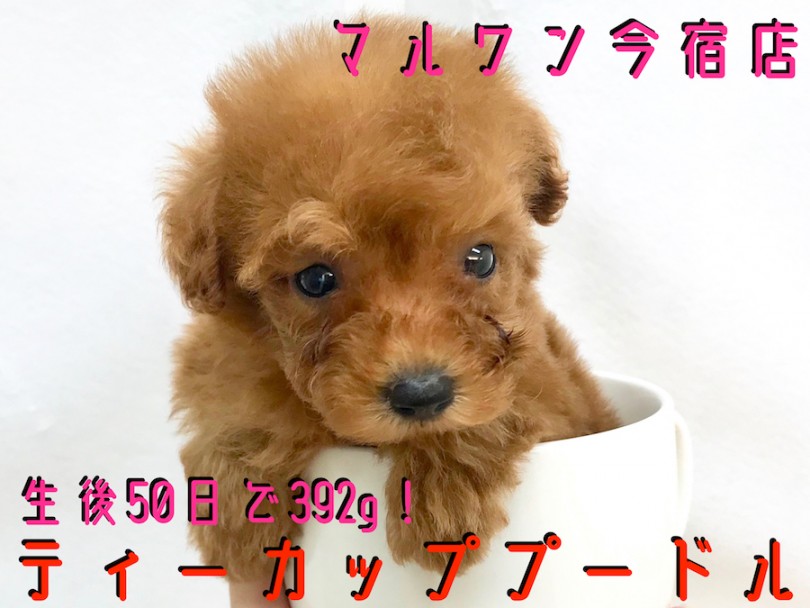 【 トイ・プードル 】生後50日で392g！ティーカップサイズのアイドル降臨！