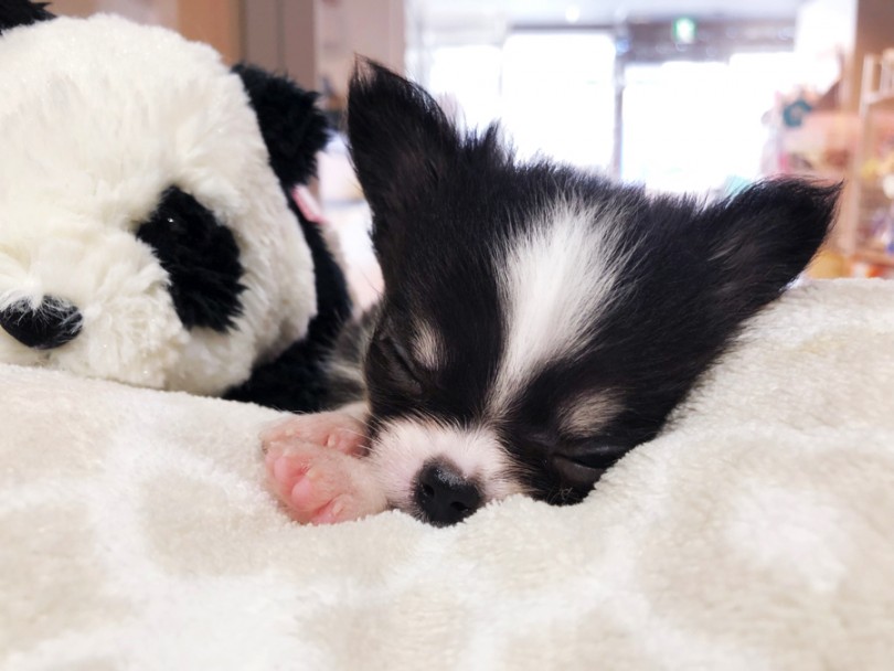 眠りの旅に行ったチーちゃん | 極小チワワ （11636） - 横浜 白楽店