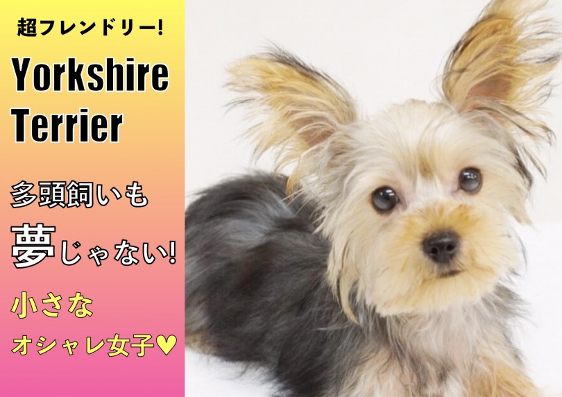 【 ヨークシャーテリア 】超フレンドリー!多頭飼いも夢じゃない!オシャレ女子♥