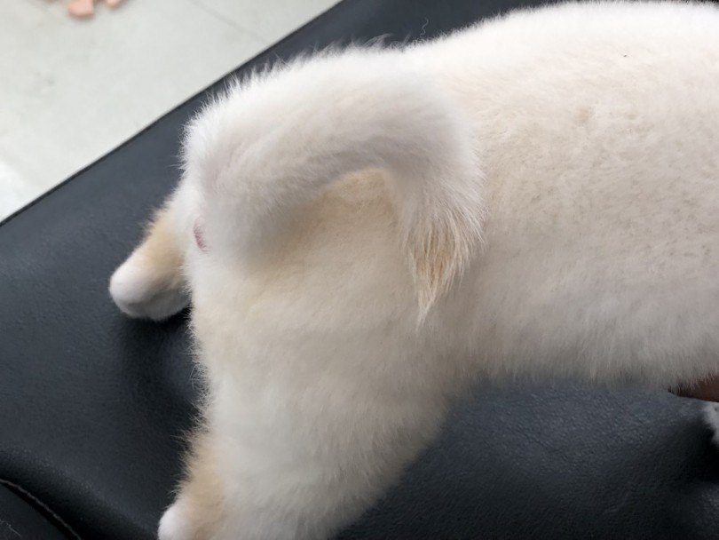 柴犬の巻尾は6種類 | 柴犬 （311873） - 港北ニュータウン店