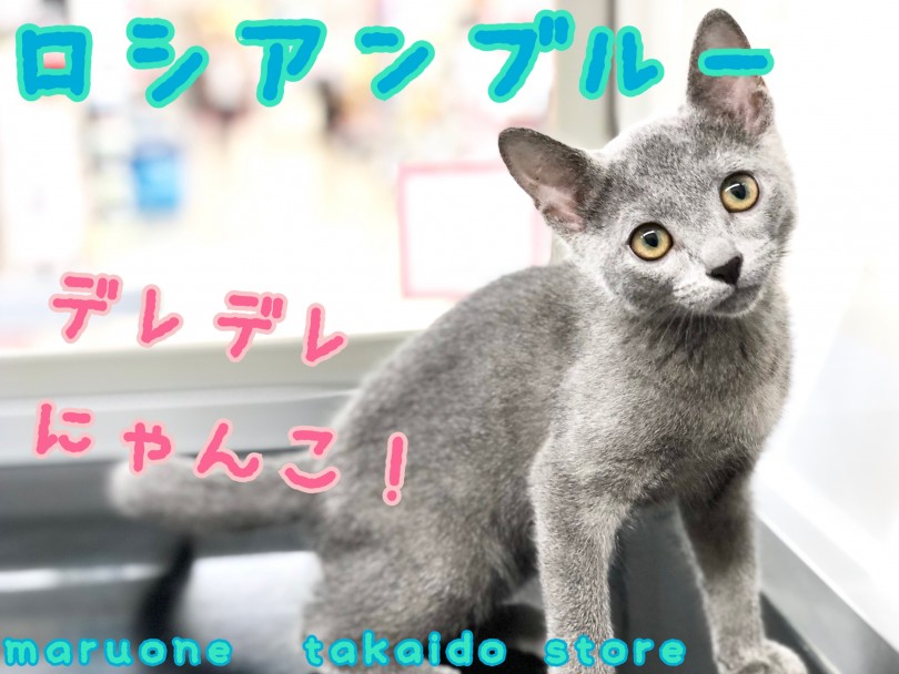 【 ロシアンブルー 】美しい毛色！性格の良さも見逃せない、甘えんぼにゃんこ！
