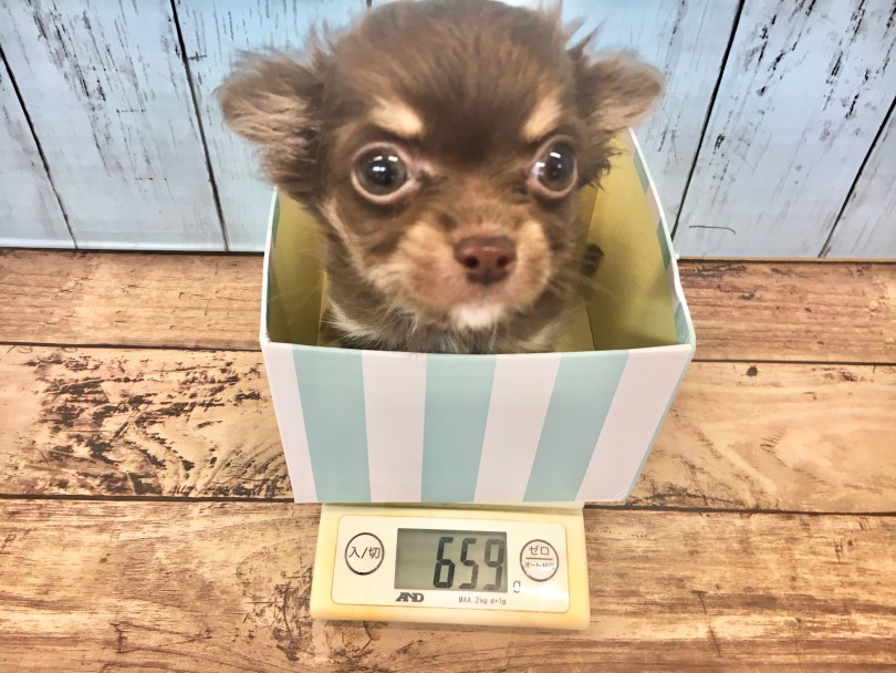 生後約4ヶ月で659kgの小さめチワワくん | チワワ （118356） - 城山店