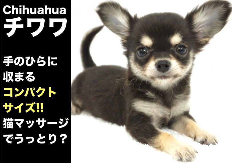 【 チワワ 】手のひらに収まるコンパクトサイズ!!猫マッサージでうっとり？